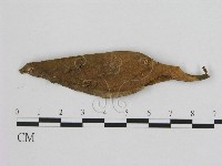 藏品(小皮傘屬)的圖片