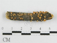 藏品(微皮傘屬)的圖片