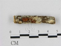 藏品(小皮傘屬)的圖片