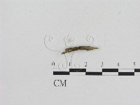 藏品(小菇屬)的圖片