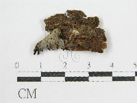 藏品(鬼傘屬)的圖片