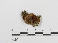 藏品(木層孔菌屬)的圖片