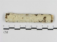 藏品(絲皮菌屬)的圖片