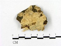 藏品(齒脈菌屬)的圖片