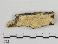 藏品(銳孔菌屬)的圖片