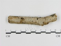 藏品(刺皮菌屬)的圖片