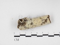 藏品(冇骨消絲齒菌)的圖片