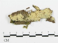 藏品(阿太菌屬)的圖片