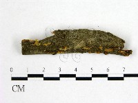 藏品(花耳屬)的圖片