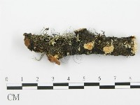 藏品(射脈菌屬)的圖片