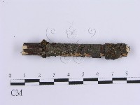 藏品(齒耳菌屬)的圖片