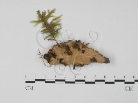 藏品(韌革菌屬)的圖片