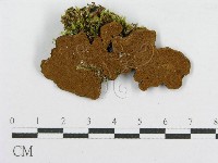 藏品(木層孔菌屬)的圖片