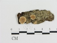 藏品(刺皮菌屬)的圖片