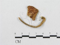 藏品(多孔菌屬)的圖片