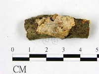 藏品(顯絲菌屬)的圖片