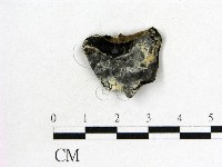 藏品(木耳屬)的圖片