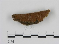 藏品(刺革菌屬)的圖片