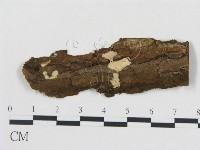 藏品(柱擔菌屬)的圖片