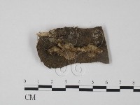 藏品(韌革菌屬)的圖片