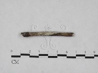 藏品(絲皮菌屬)的圖片