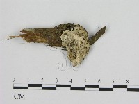 藏品(寡孔菌屬)的圖片