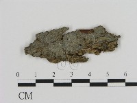 藏品(絲皮菌屬)的圖片