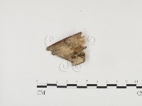 藏品(冇骨消絲齒菌)的圖片