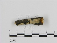 藏品(絲皮菌屬)的圖片