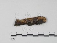 藏品(銀耳屬)的圖片