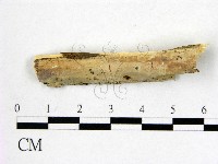 藏品(顯絲菌屬)的圖片