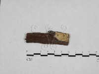 藏品(絲齒菌屬)的圖片