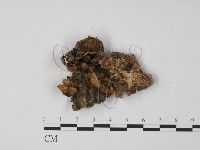 藏品(韌革菌屬)的圖片