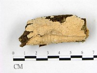 藏品(顯絲菌屬)的圖片