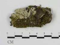 藏品(絲齒菌屬)的圖片