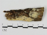 藏品(絲齒菌屬)的圖片