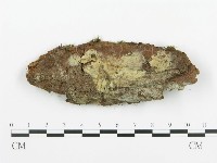 藏品(阿太菌屬)的圖片