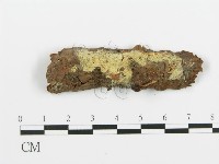 藏品(阿太菌屬)的圖片