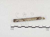 藏品(冇骨消絲齒菌)的圖片