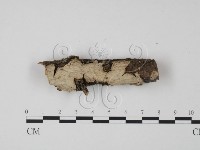 藏品(韌革菌屬)的圖片