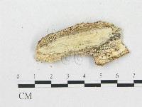 藏品(多孔菌屬)的圖片