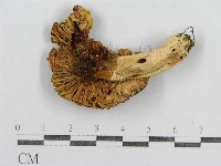 藏品(紅菇屬)的圖片