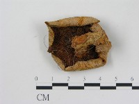 藏品(乳菇屬)的圖片