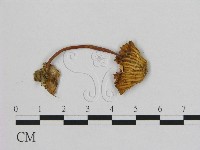 藏品(小皮傘屬)的圖片