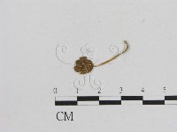 藏品(小菇屬)的圖片