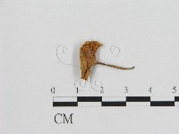 藏品(小皮傘屬)的圖片