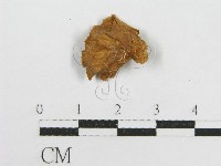 藏品(微皮傘屬)的圖片