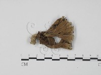 藏品(棕色革菌)的圖片