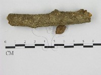 藏品(小菇屬)的圖片