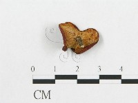 藏品(多孔菌屬)的圖片